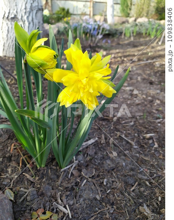 Yellow narcissus flower against the background of green leaves in the garden Yellow narcissus flower against the background of green leaves in the garden 109838406