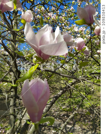 Blossoming of pink magnolia flowers with green leaves in spring time, floral natural seasonal background Blossoming of pink magnolia flowers with green leaves in spring time, floral natural seasonal background 109838413