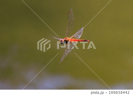 夏から飛び始める秋を代表するトンボの虫アキアカネ 109838442
