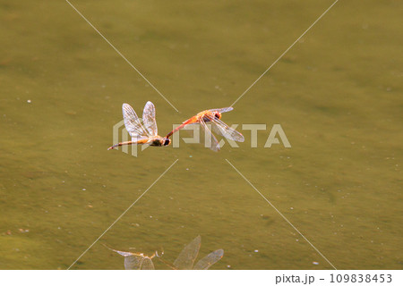 夏から飛び始める秋を代表するトンボの虫アキアカネ 夏から飛び始める秋を代表するトンボの虫アキアカネ 109838453