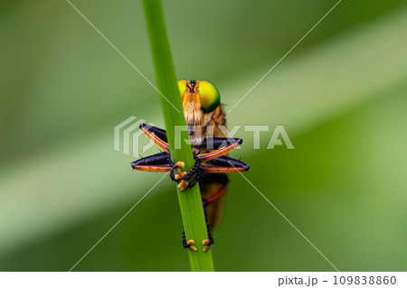 噛まれるとチクッと痛くて痒くなる困った虫のアブ 109838860