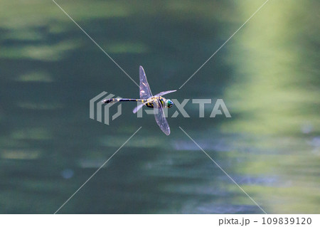 日本最大のトンボで一定区域をパトロールするトンボのオニヤンマ 109839120