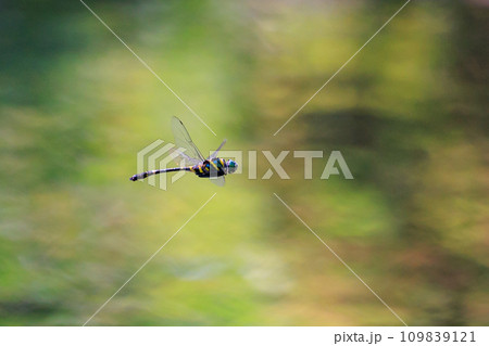 日本最大のトンボで一定区域をパトロールするトンボのオニヤンマ 109839121
