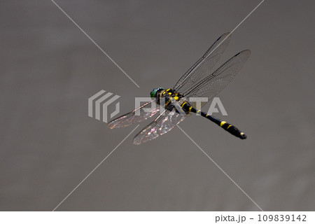 日本最大のトンボで一定区域をパトロールするトンボのオニヤンマ 109839142
