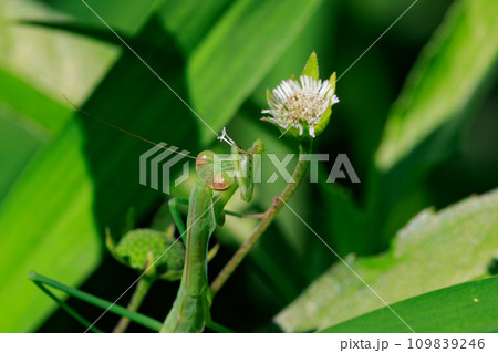 逆三角形の顔をしたハンター カマキリ 逆三角形の顔をしたハンター カマキリ 109839246