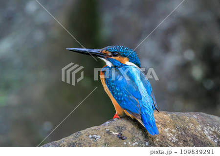 瑠璃色の人気者カワセミ 瑠璃色の人気者カワセミ 109839291