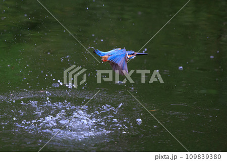 魚を獲るために水中にダイブする瑠璃色の人気者カワセミ 魚を獲るために水中にダイブする瑠璃色の人気者カワセミ 109839380