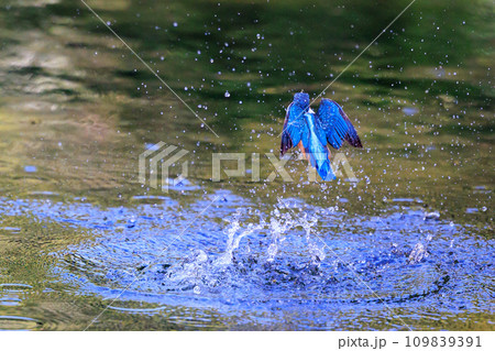 魚を獲るために水中にダイブする瑠璃色の人気者カワセミ 魚を獲るために水中にダイブする瑠璃色の人気者カワセミ 109839391