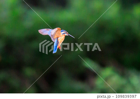 魚を獲るために水中にダイブする瑠璃色の人気者カワセミ 109839397