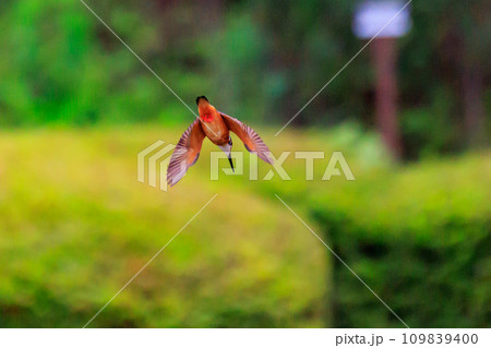 魚を獲るために水中にダイブする瑠璃色の人気者カワセミ 109839400