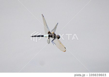 黒に白くて太い帯が目立つコシアキトンボ 109839603