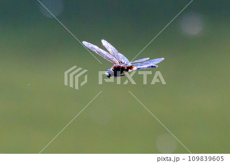 黒に白くて太い帯が目立つコシアキトンボ 109839605