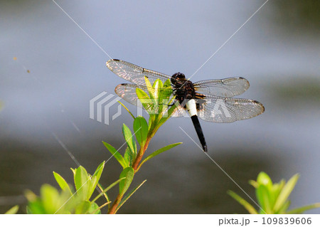 黒に白くて太い帯が目立つコシアキトンボ 109839606