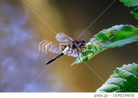 黒に白くて太い帯が目立つコシアキトンボ 109839608