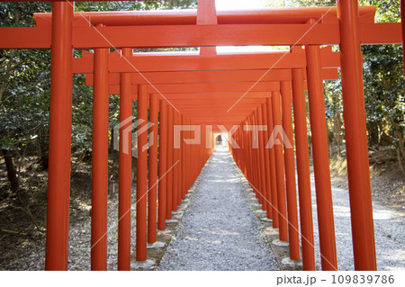 百連鳥居 南宮稲荷神社 百連鳥居 南宮稲荷神社 109839786