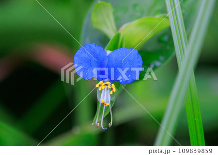 朝に花を開き昼には閉じる朝露のような花　ツユクサ 109839859