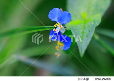 朝に花を開き昼には閉じる朝露のような花 ツユクサ 朝に花を開き昼には閉じる朝露のような花 ツユクサ 109839860