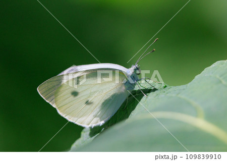 ひらひらと舞う白い妖精　モンシロチョウ 109839910