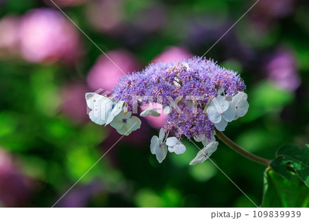 ひらひらと舞う白い妖精　モンシロチョウ 109839939
