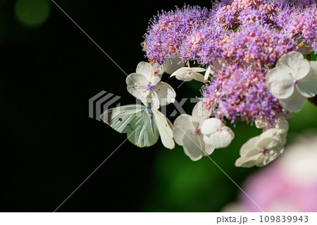 ひらひらと舞う白い妖精　モンシロチョウ 109839943