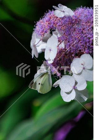 ひらひらと舞う白い妖精　モンシロチョウ 109839951