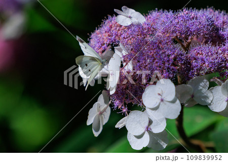 ひらひらと舞う白い妖精　モンシロチョウ 109839952