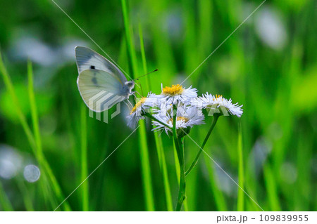 ひらひらと舞う白い妖精　モンシロチョウ 109839955