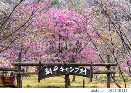 看板　阿蘇の山並みを背景に映える桜風景　(野の花と風薫る郷　鍋の平キャンプ村)　　(熊本県高森町) 109840111