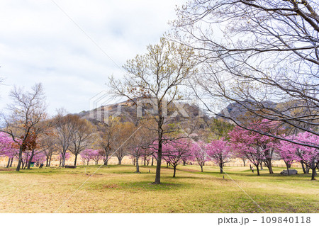 阿蘇の山並みを背景に映える桜風景 (野の花と風薫る郷 鍋の平キャンプ村) (熊本県高森町) 阿蘇の山並みを背景に映える桜風景 (野の花と風薫る郷 鍋の平キャンプ村) (熊本県高森町) 109840118