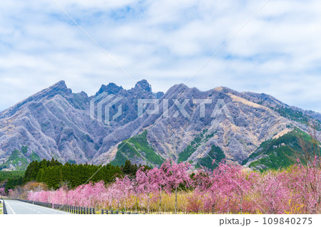 阿蘇の山並みを背景に映える桜風景 サクラミチ (野の花と風薫る郷) さくら道 (熊本県高森町) 阿蘇の山並みを背景に映える桜風景 サクラミチ (野の花と風薫る郷) さくら道 (熊本県高森町) 109840275