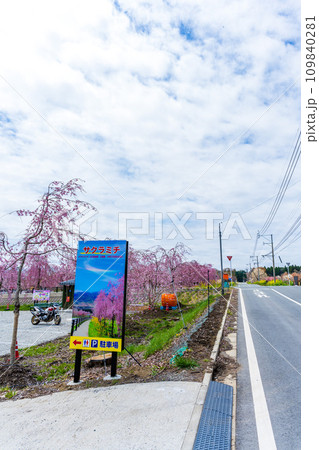 阿蘇の山並みを背景に映える桜風景 サクラミチ (野の花と風薫る郷) さくら道 (熊本県高森町) 阿蘇の山並みを背景に映える桜風景 サクラミチ (野の花と風薫る郷) さくら道 (熊本県高森町) 109840281