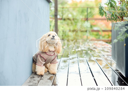 ドッグカフェでお座りをするトイプードル 109840284