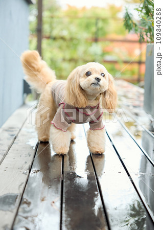 ドッグカフェで歩くトイプードル ドッグカフェで歩くトイプードル 109840288