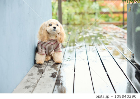 ドッグカフェでお座りをするトイプードル ドッグカフェでお座りをするトイプードル 109840290