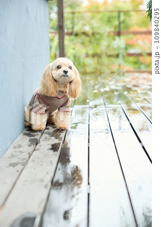 ドッグカフェでお座りをするトイプードル ドッグカフェでお座りをするトイプードル 109840295