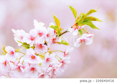 咲き誇る河津桜のクローズアップ 109840416