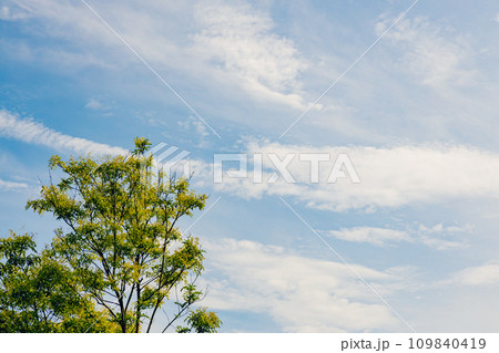 街路樹と青空の風景 109840419