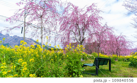 阿蘇の山並みを背景に映える桜と菜の花風景　(野の花と風薫る郷)　さくら道　(熊本県高森町) 109840556