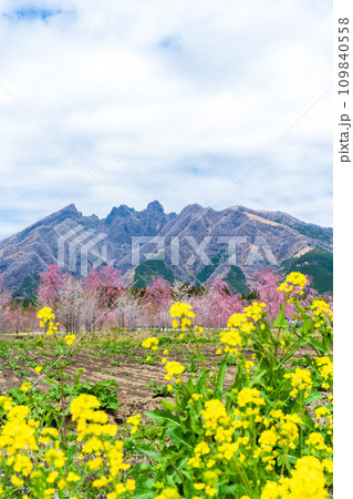 阿蘇山(根子岳)を背景に桜の木と菜の花風景 (野の花と風薫る郷) さくら道 (熊本県高森町) 阿蘇山(根子岳)を背景に桜の木と菜の花風景 (野の花と風薫る郷) さくら道 (熊本県高森町) 109840558