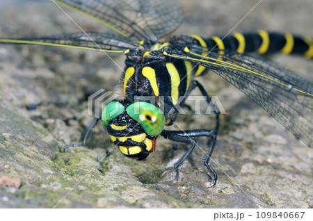 オニヤンマの頭部（北海道・知床） 109840667