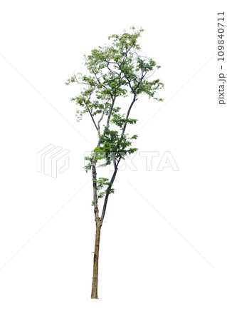 Pterocarpus macrocarpus trees 109840711