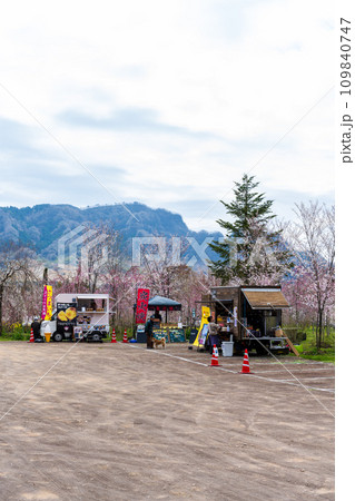 絶景大自然 阿蘇山(根子岳)を背景に桜ロード 屋台村 (サクラミチ) (熊本県高森町) 絶景大自然 阿蘇山(根子岳)を背景に桜ロード 屋台村 (サクラミチ) (熊本県高森町) 109840747