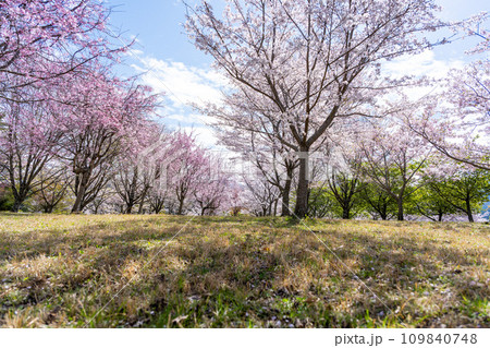 絶景大自然 阿蘇山(根子岳)を背景に桜ロード風景 (サクラミチ) (熊本県高森町) 絶景大自然 阿蘇山(根子岳)を背景に桜ロード風景 (サクラミチ) (熊本県高森町) 109840748