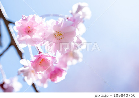 さくらアップ 阿蘇山(根子岳)を背景に桜ロード風景 (サクラミチ) (熊本県高森町) さくらアップ 阿蘇山(根子岳)を背景に桜ロード風景 (サクラミチ) (熊本県高森町) 109840750
