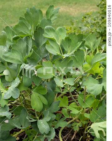 ボタンポウフウ　薬用植物 109840816