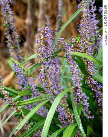 カワミドリ 薬用植物 カワミドリ 薬用植物 109840899