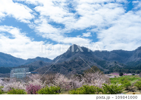 阿蘇の山並みを背景に映える桜公園風景 (南阿蘇桜公園・アスペクタ)(南阿蘇村) 阿蘇の山並みを背景に映える桜公園風景 (南阿蘇桜公園・アスペクタ)(南阿蘇村) 109841000