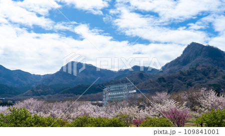 阿蘇の山並みを背景に映える桜公園風景 (南阿蘇桜公園・アスペクタ)(南阿蘇村) 阿蘇の山並みを背景に映える桜公園風景 (南阿蘇桜公園・アスペクタ)(南阿蘇村) 109841001