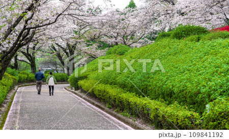 うららかな春の季節　公園内の桜　観光風景　(大津昭和園) 109841192