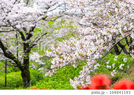 うららかな春の季節 公園内の桜風景 (大津昭和園) うららかな春の季節 公園内の桜風景 (大津昭和園) 109841193